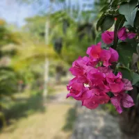 Imagen-Flora Imagen-Flora