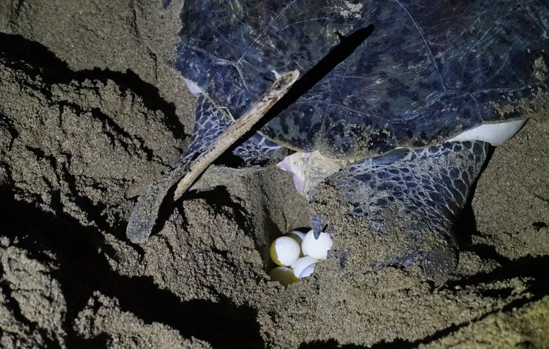 La cuarentena impactó de manera positiva el desove de tortugas en diferentes playas del mundo