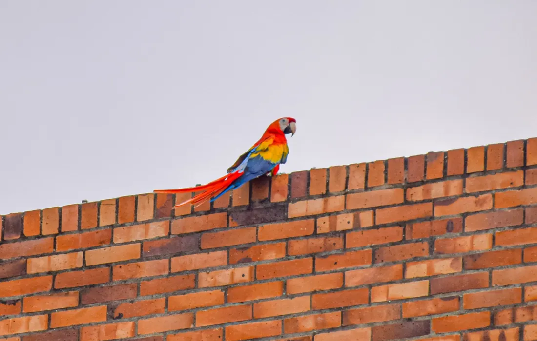 Guacamaya javeriana cali Guacamaya javeriana cali