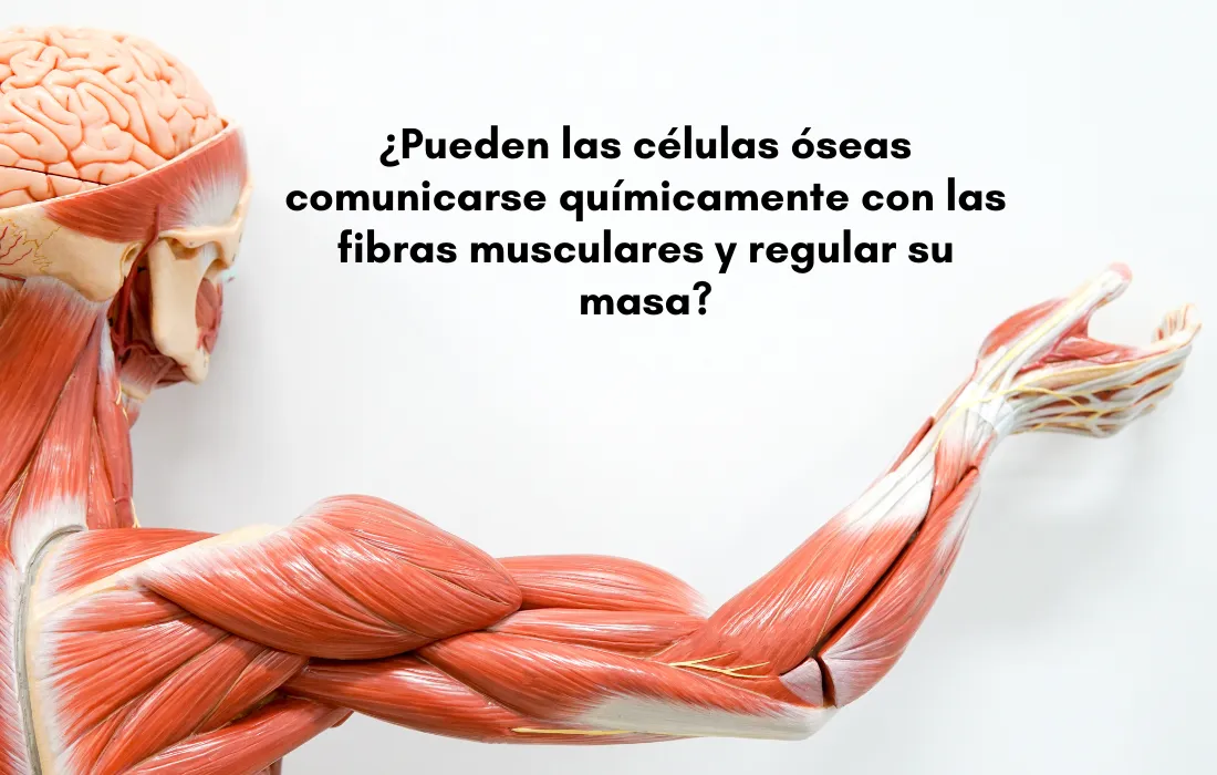 Investigación del sistema musculoesquelético La interacción músculo-hueso