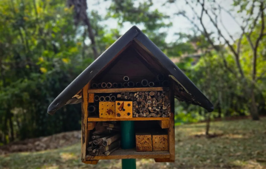 Cuidado de las abejas sin aguijon Cuidado de las abejas sin aguijon