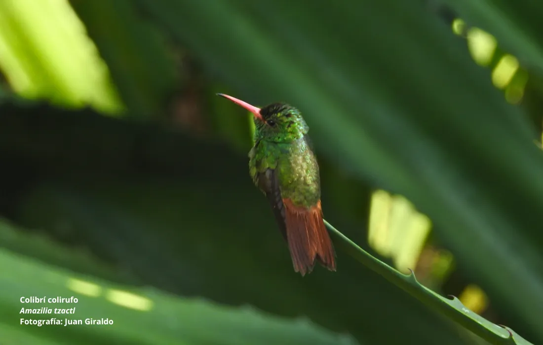 Banner-Aves Banner-Aves