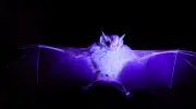 investigación sobre murciélagos estudiante de Biología