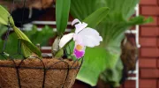 Cattleya, el emprendimiento de orquídeas que sirve como puente entre lo científico y la comunidad