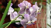 Cattleya, el emprendimiento de orquídeas que sirve como puente entre lo científico y la comunidad