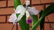 Cattleya, el emprendimiento de orquídeas que sirve como puente entre lo científico y la comunidad Cattleya, el emprendimiento de orquídeas que sirve como puente entre lo científico y la comunidad