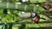 Gestión de la biodiversidad