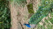 Gestión de la biodiversidad Gestión de la biodiversidad