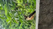 Gestión de la biodiversidad Gestión de la biodiversidad