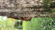 Gestión de la biodiversidad Gestión de la biodiversidad