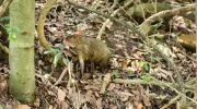Gestión de la biodiversidad Gestión de la biodiversidad