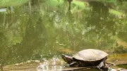 Gestión de la biodiversidad Gestión de la biodiversidad