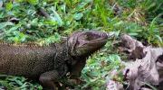 Gestión de la biodiversidad