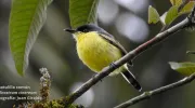 Imagen-aves-campus
