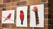 Aves ilustradas por estudiantes - 2 Aves ilustradas por estudiantes - 2