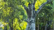 javeriana-librocop16-biodiversidad-cali javeriana-librocop16-biodiversidad-cali