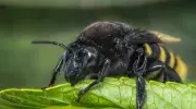 ¿Dónde vivirán las abejas en 44 años? Estudiante de la Javeriana Cali gana la beca Colombia Biodiversa para descubrirlo