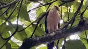 Pájaro
