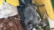 Murciélago