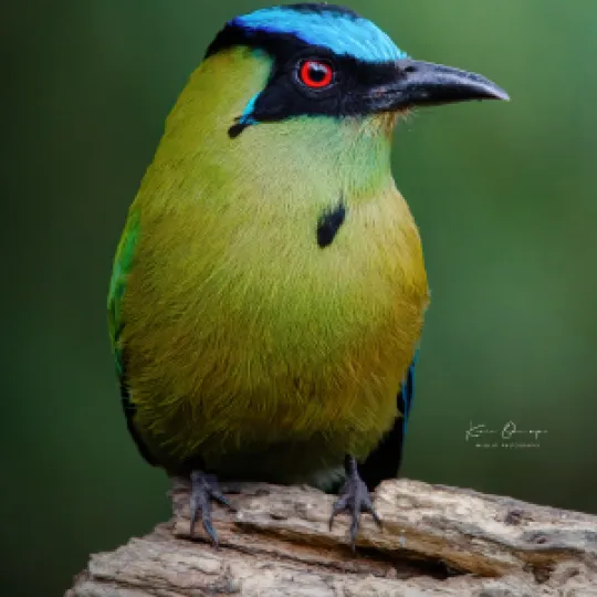 Colombia Bird Fair 2023 1 Colombia Bird Fair 2023 1