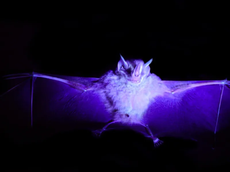 investigación sobre murciélagos estudiante de Biología