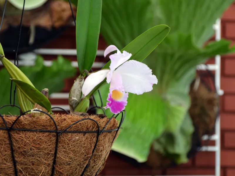 Cattleya, el emprendimiento de orquídeas que sirve como puente entre lo científico y la comunidad Cattleya, el emprendimiento de orquídeas que sirve como puente entre lo científico y la comunidad