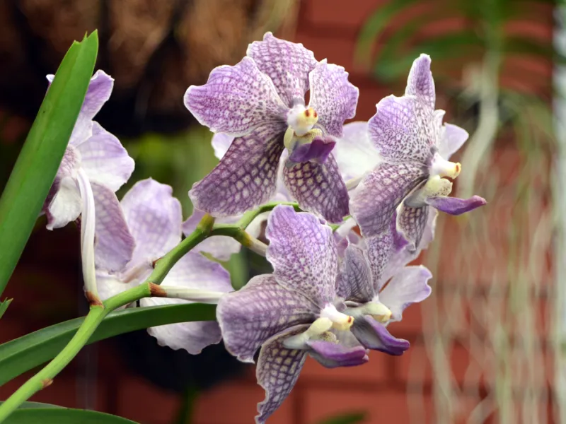 Cattleya, el emprendimiento de orquídeas que sirve como puente entre lo científico y la comunidad Cattleya, el emprendimiento de orquídeas que sirve como puente entre lo científico y la comunidad