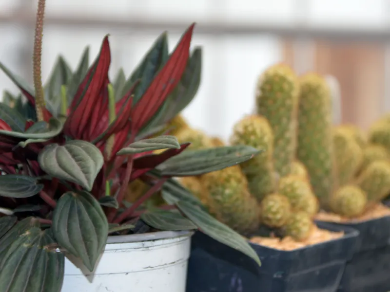 Cattleya, el emprendimiento de orquídeas que sirve como puente entre lo científico y la comunidad Cattleya, el emprendimiento de orquídeas que sirve como puente entre lo científico y la comunidad
