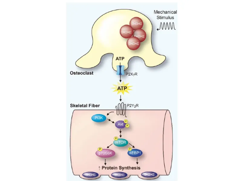 Investigación del sistema musculoesquelético