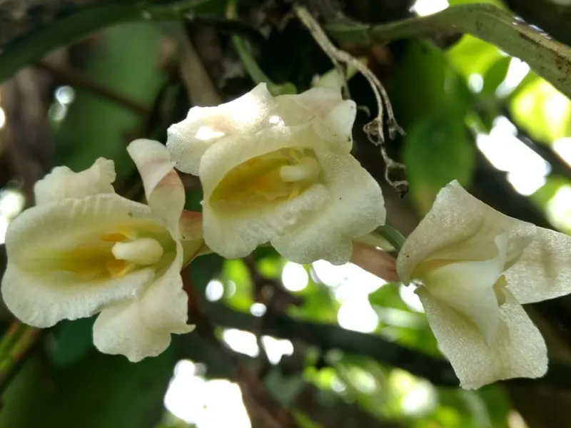 Estudio de profesora javeriana revela que fragmentación de los bosques afecta a población de orquídeas epífetas