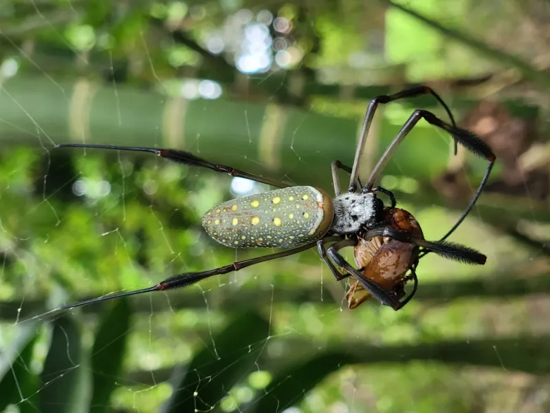 Gestión de la biodiversidad