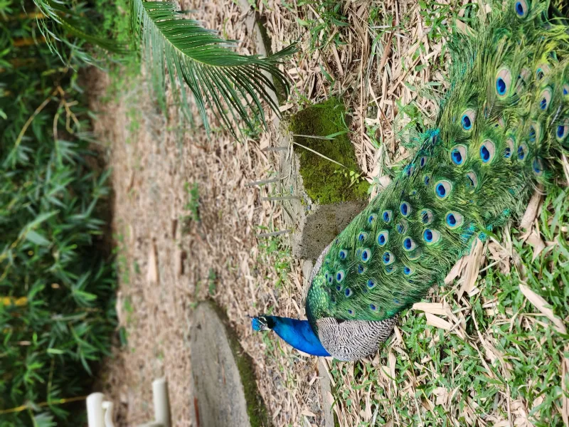 Gestión de la biodiversidad Gestión de la biodiversidad