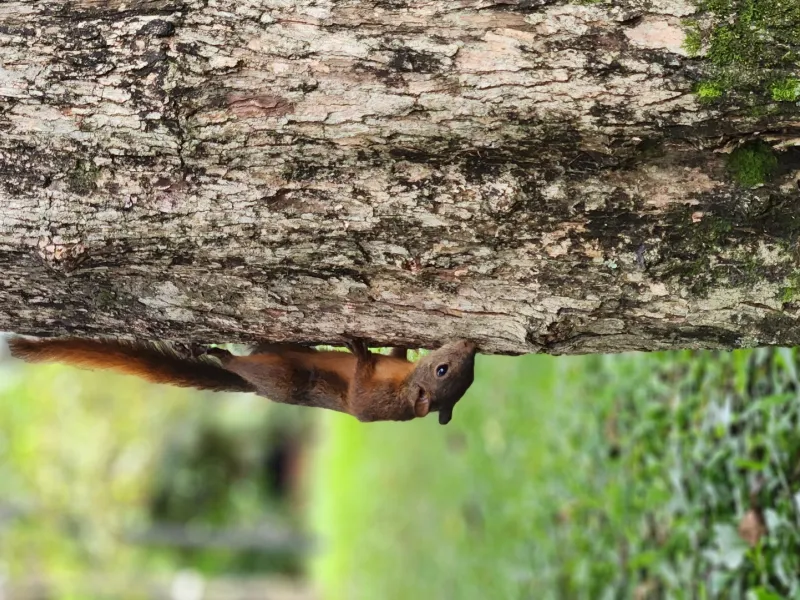 Gestión de la biodiversidad Gestión de la biodiversidad