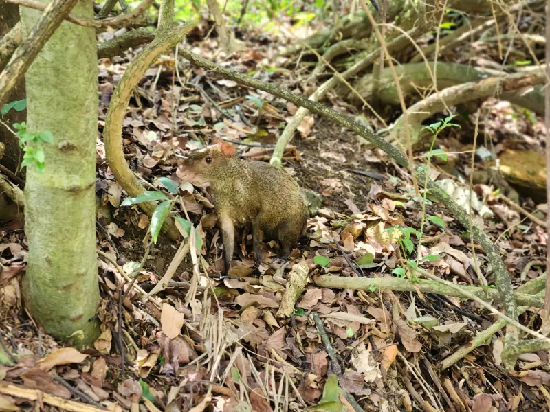 Gestión de la biodiversidad