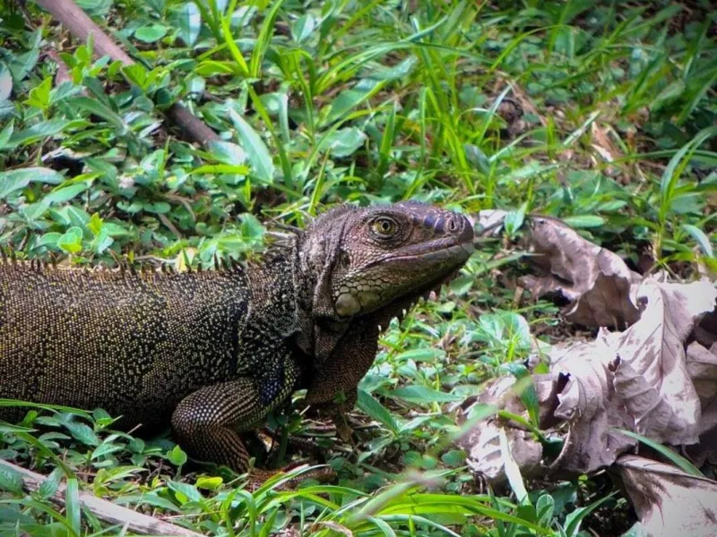 Gestión de la biodiversidad