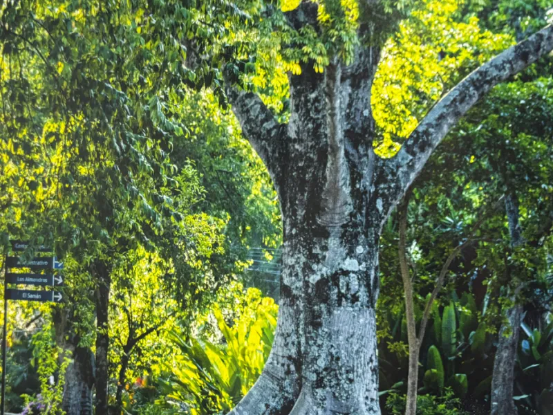 javeriana-librocop16-biodiversidad-cali javeriana-librocop16-biodiversidad-cali