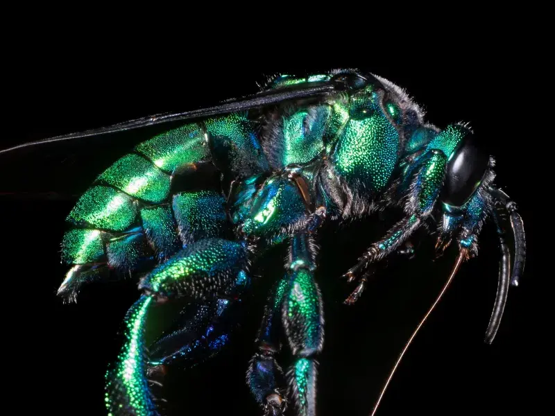 ¿Dónde vivirán las abejas en 44 años? Estudiante de la Javeriana Cali gana la beca Colombia Biodiversa para descubrirlo