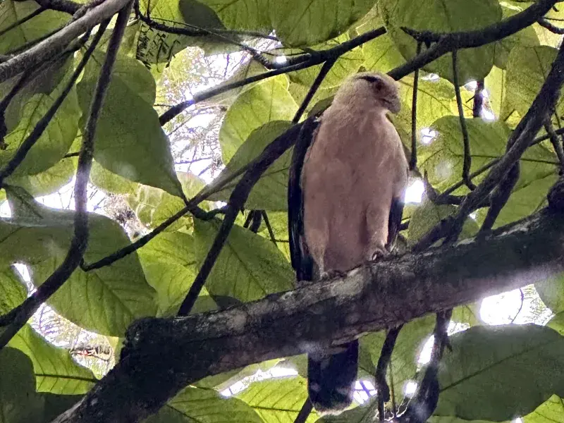 Pájaro