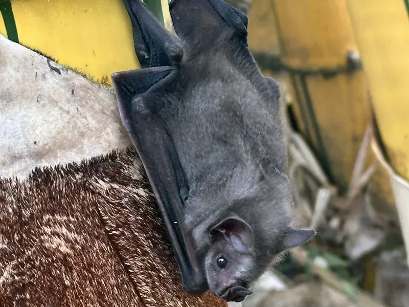 Murciélago