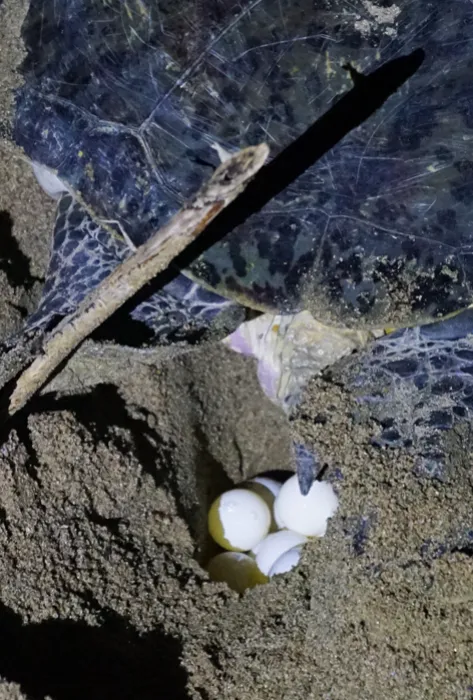 La cuarentena impactó de manera positiva el desove de tortugas en diferentes playas del mundo La cuarentena impactó de manera positiva el desove de tortugas en diferentes playas del mundo