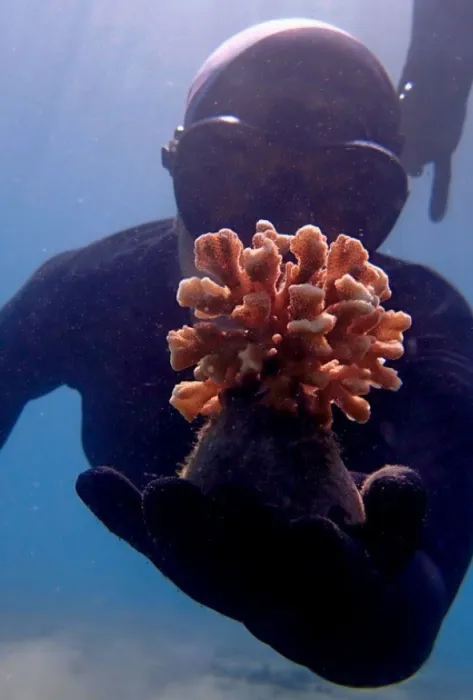 Restauración coralina en el Pacífico colombiano un esfuerzo conjunto de la Javeriana Cali y Univalle