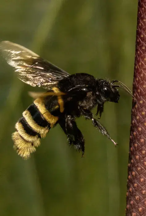 ¿Dónde vivirán las abejas en 44 años? Estudiante de la Javeriana Cali gana la beca Colombia Biodiversa para descubrirlo